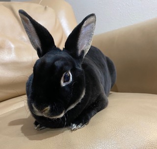 My son's black bunny sits on a beige chair