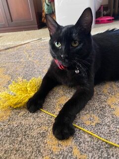 My black cat plays with a yellow fish pole toy on a patterned rug .