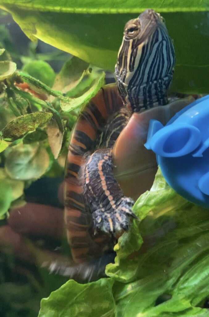 A painted turtle climbs a piece of lettuce near a blue ball on the side of a tank
