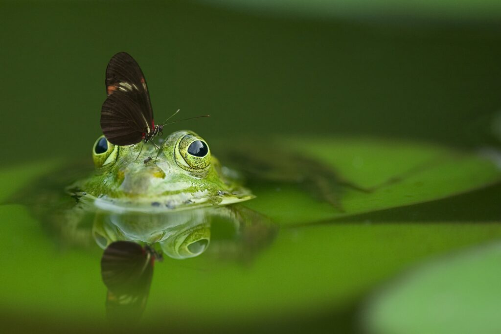 frog sitting in water with a butterfly perched on its head