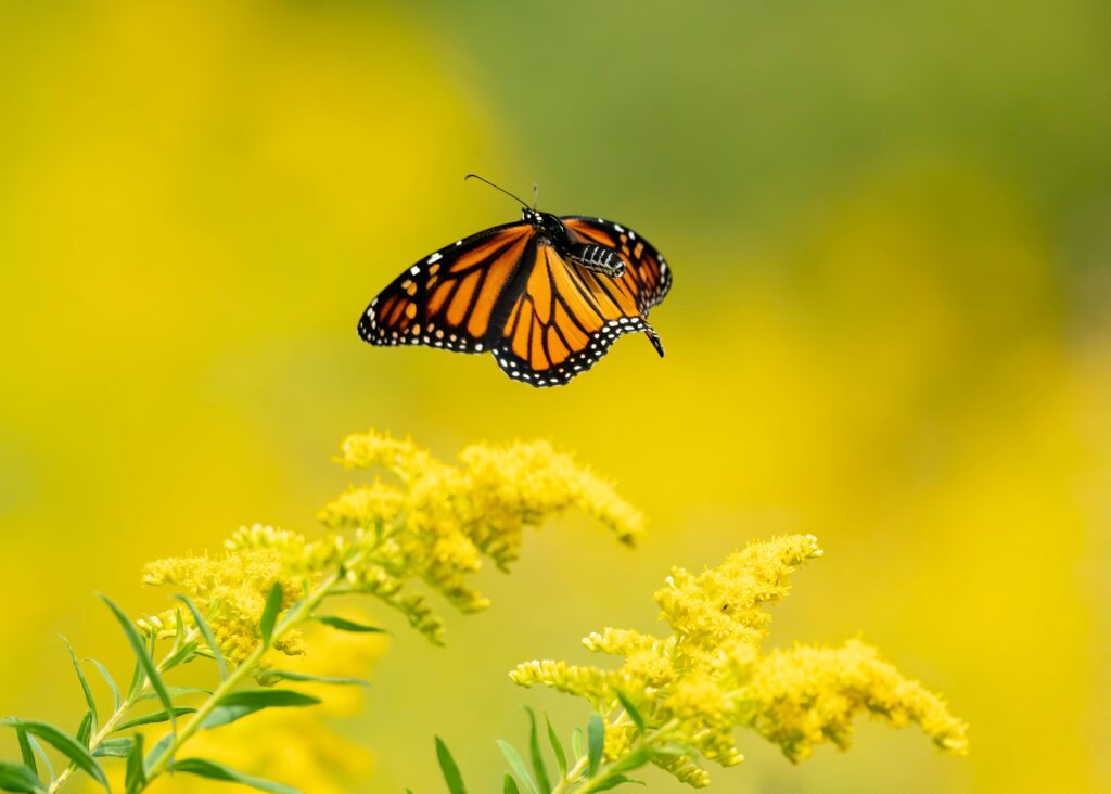 monarch butterfly flying above native goldenrod