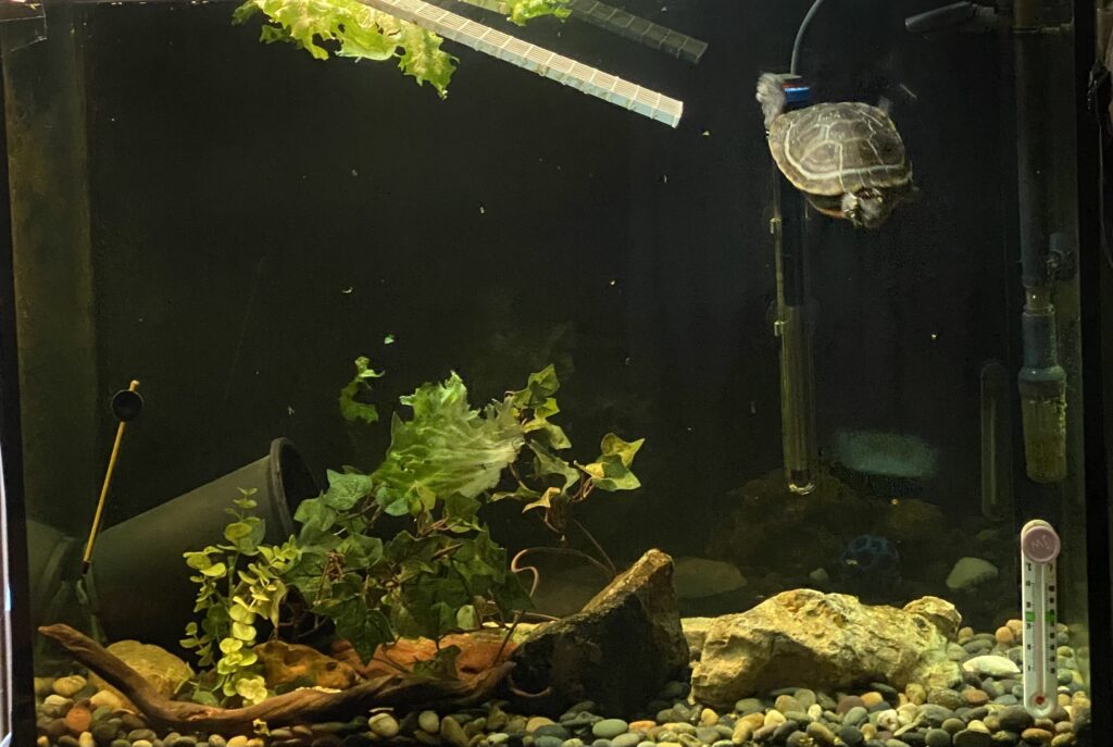 A small turtle swims in a tank with plants, rocks, and a piece of wood.