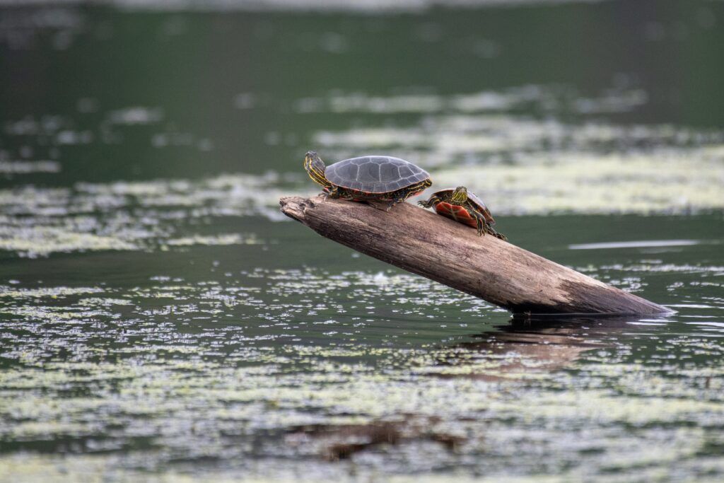 two turtles on a log jutting out from the water