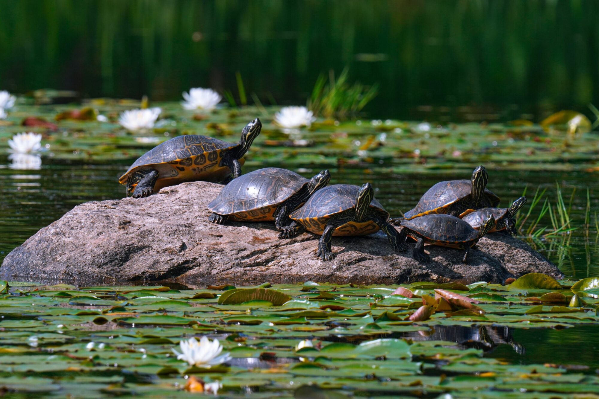five turtles on a rock amidst lily pads