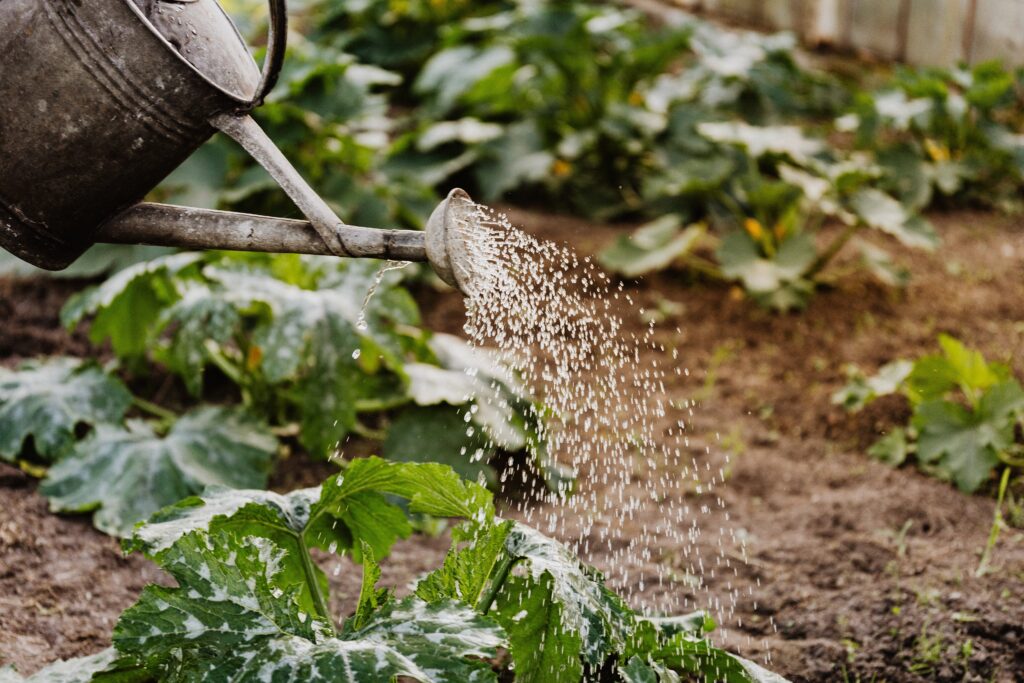 watering can sprinkles water onto a garden bed