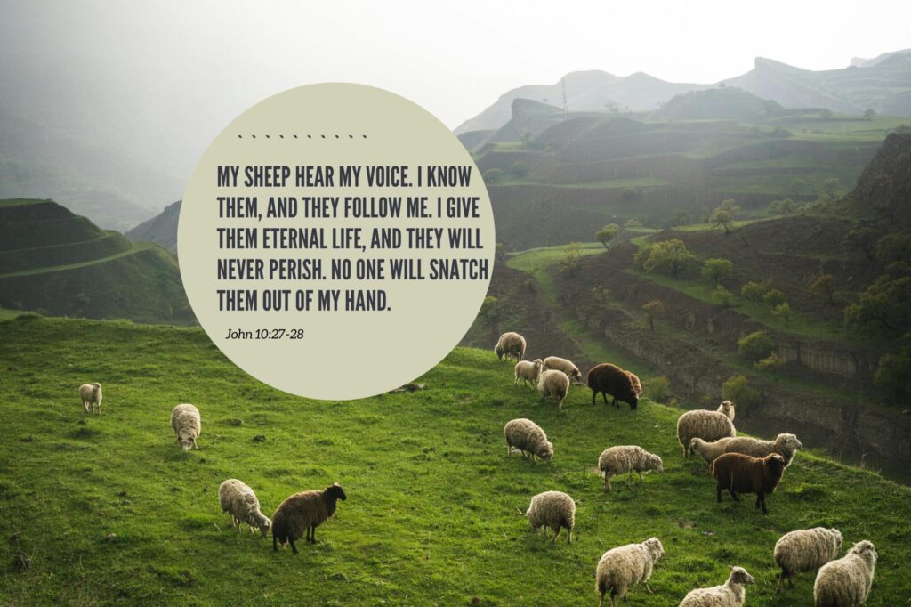 A hilly pasture full of sheep is the background to a quote from John 10:27-28.