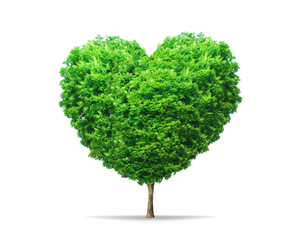 Image of a tree pruned in heart shape against a white background..