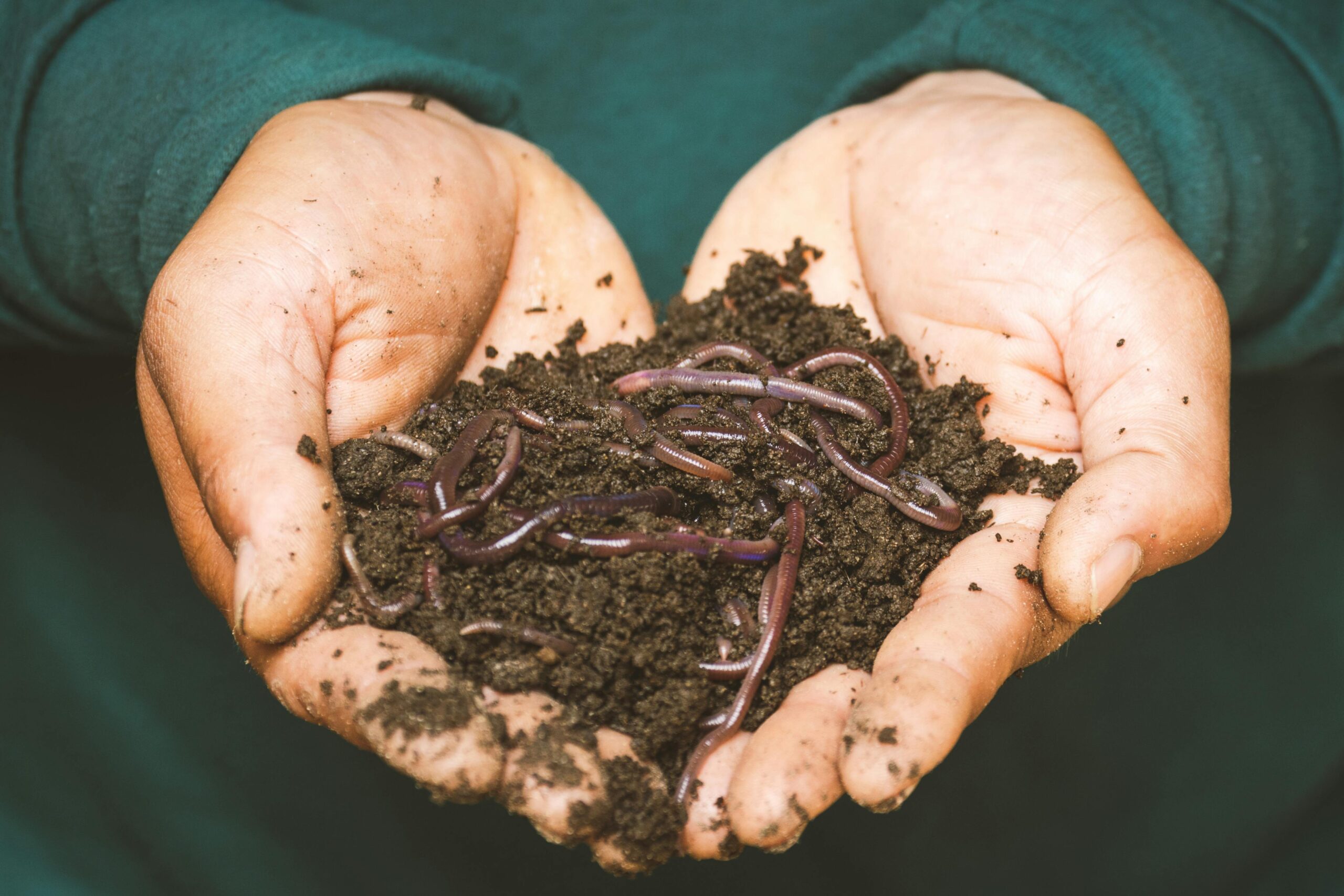 Two hands hold a treasure of compost and earthworms.
