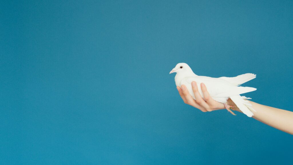 A white dove sits in a hand against a blue background.