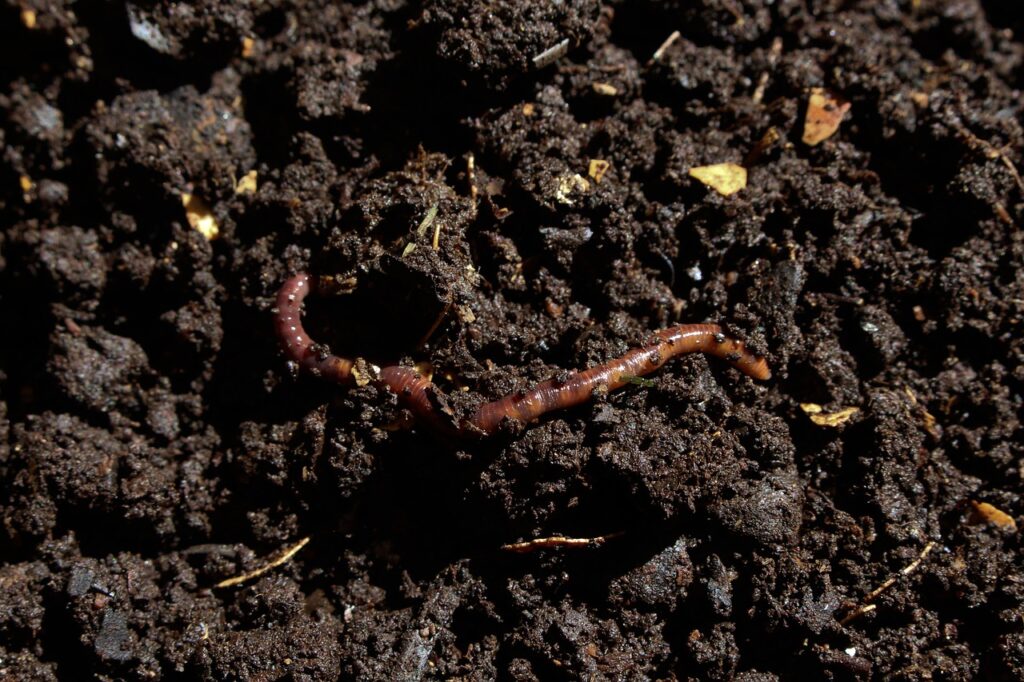 A worm nestles in dark, rich, healthy soil.