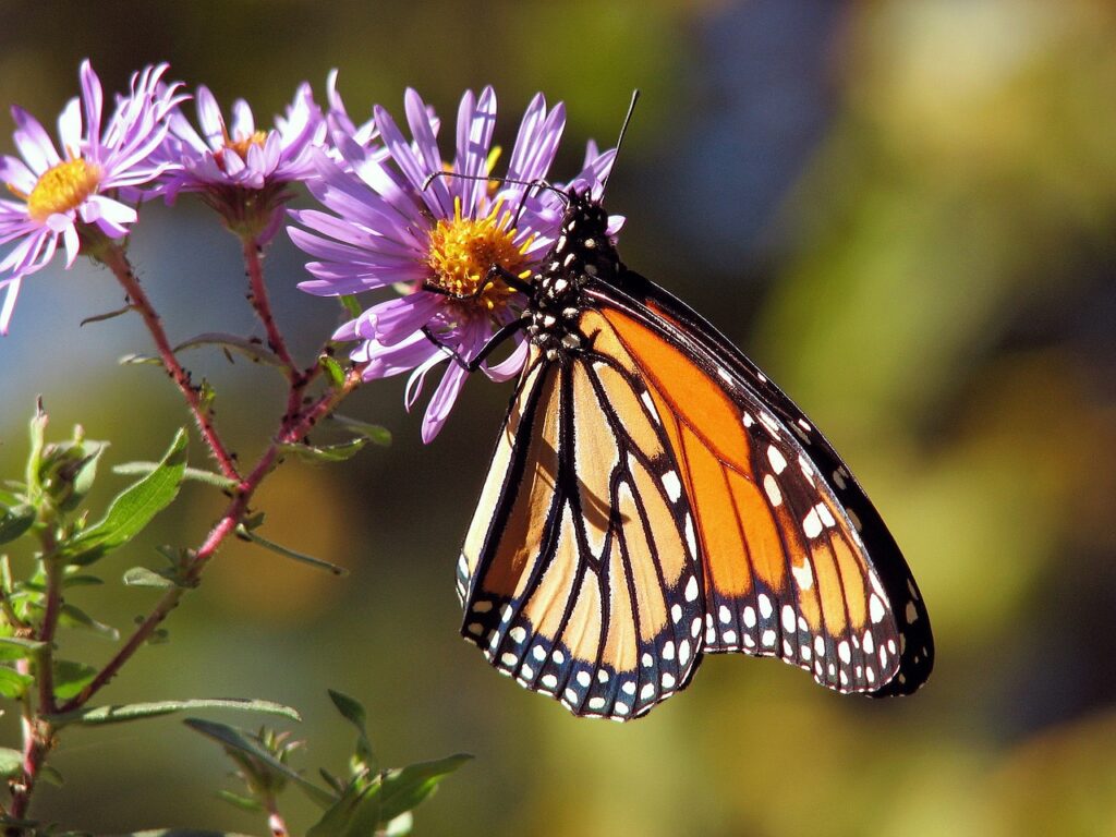 A monarch butterfly feeds on a flower of a purple native aster.