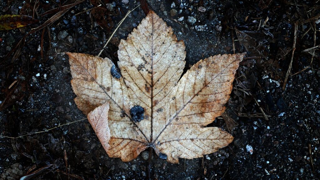 A brown maple leaf sits in against a backdrop of rich compost.