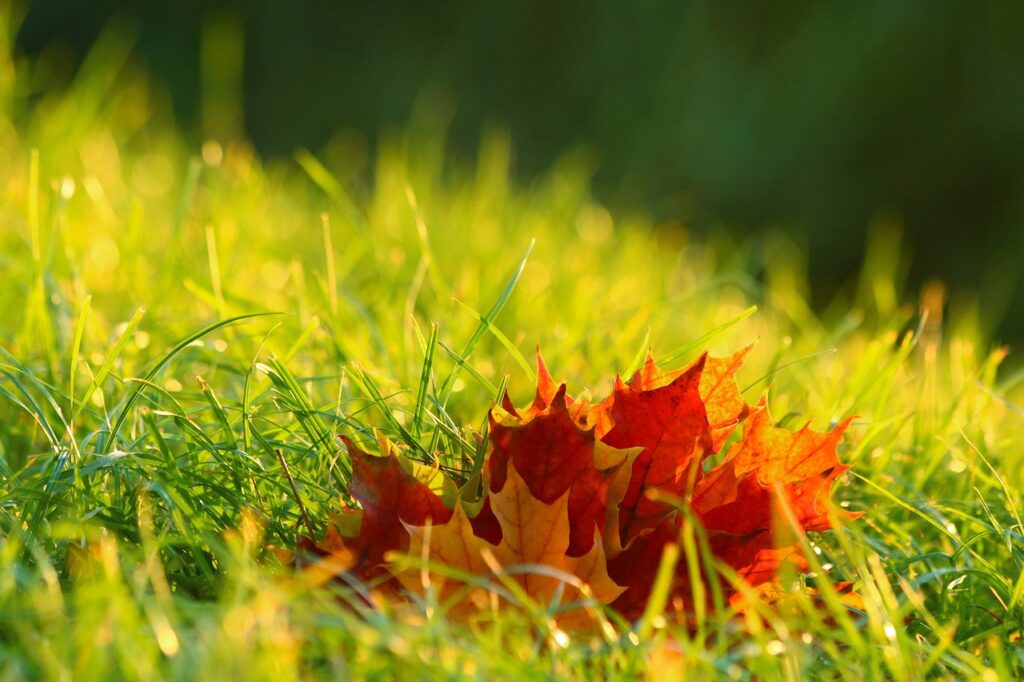 A few bright orange autumn leaves sits against a background of bright green grass.