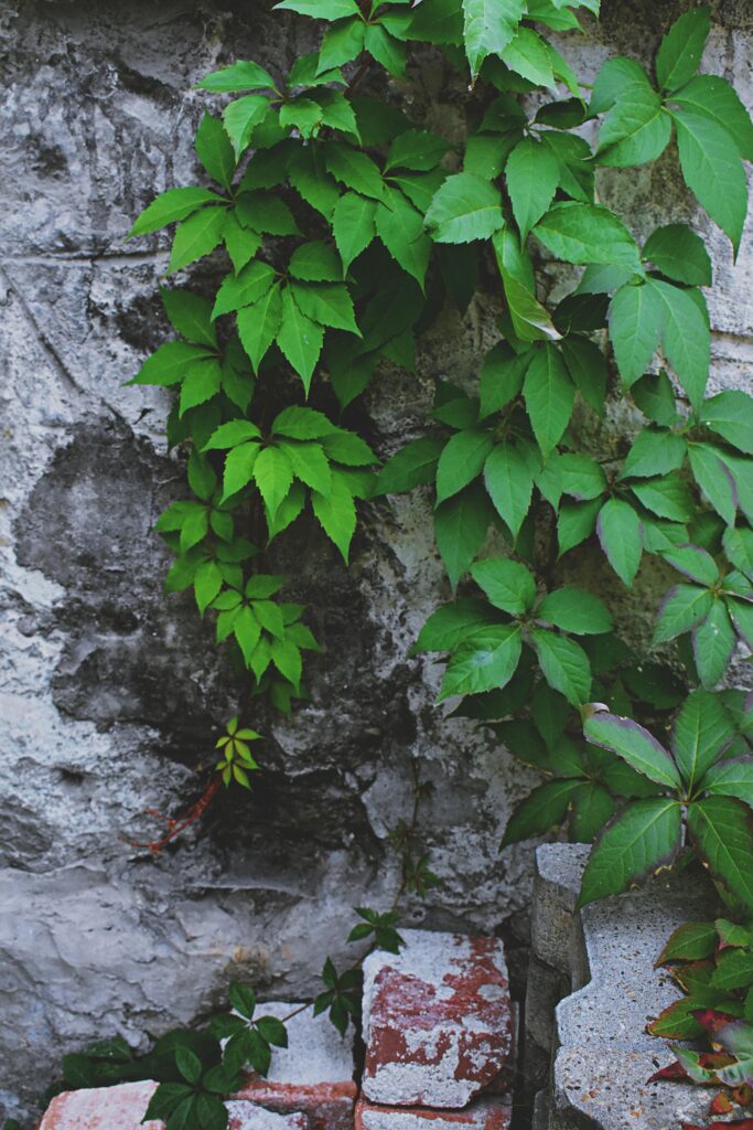 Vivid green vines grow on a stone wall, with bricks underneath.