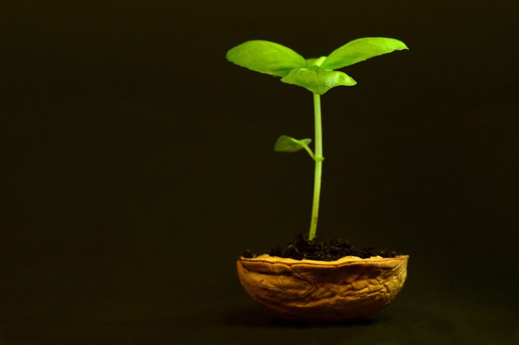 A small seedling perches above half of the seed that it came out of. 